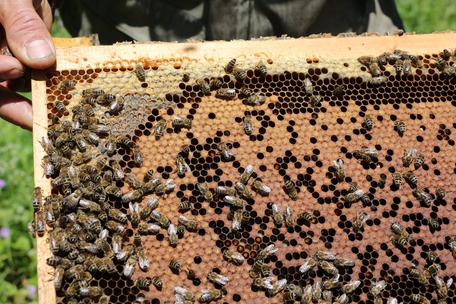 Le jour où les abeilles disparaîtront…